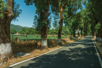 Countryside road shaded by trees alongside