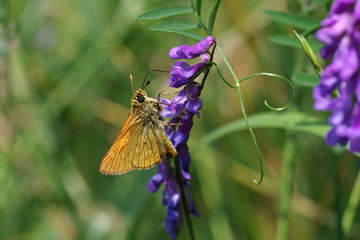 kleiner dickkopffalter sitzt auf lila blüte