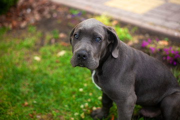 Cute cane corso puppy in the yard against grass background