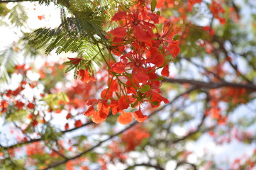 red autumn leaves