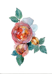 Flowers in vase. Roses with leaves. Hand drawn watercolor and pen. Isolated on white background