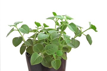 fragrant,green leaves of african mint plant