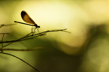 Damselfly