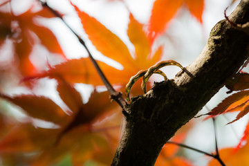 wedding rings on tree branch