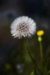 Obraz na płótnie Canvas White dandelion in a garden