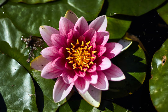 Lotus flower in a garden with green leaves