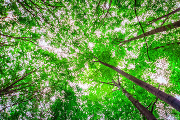 Treetops in the forest from below