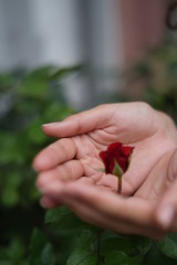 red rose in hands