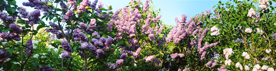 Spring panorama with purple lilac