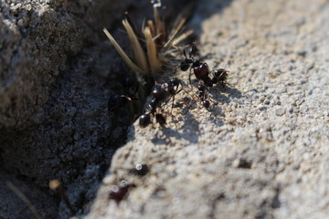 des fourmis