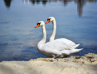 Obraz premium Swans on coast of the lake.