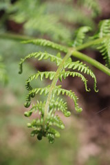 fern on green background