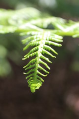 fern in forest