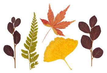 Set of asian dry pressed leaves of various shapes isolated