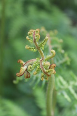spider on leaf