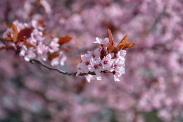 Cherry tree in blossom.