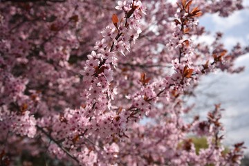 Cherry tree in blossom.