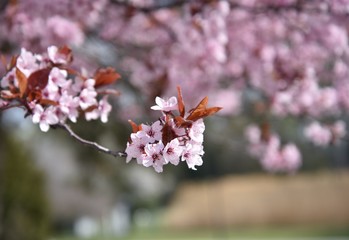 Cherry tree in blossom.