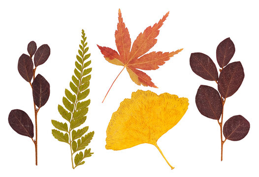 Dried Leaves PNG Transparent Images Free Download, Vector Files