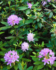 Naklejka premium Fabulously beautiful pink rodendrons on a background of green foliage.