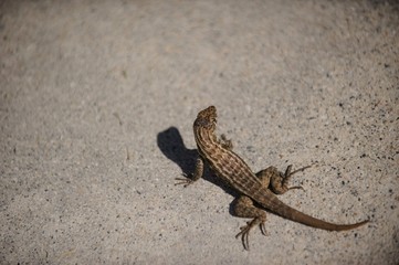 Lizard Close up
