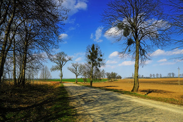 Country road in spring