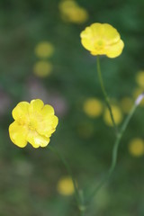 Obraz premium yellow poppy flower