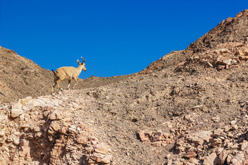 goat wild animal in natural environment space highland dry rocky Asian mountains scenic landscape