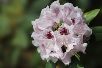 Beautiful white rhododendron bud admires with its beauty