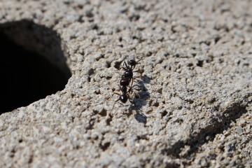 petites fourmis