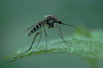 Mosquito resting on the grass. Male and female mosquitoes feed on nectar and plant juices, but many species of mosquitoes can suck the blood of animals.