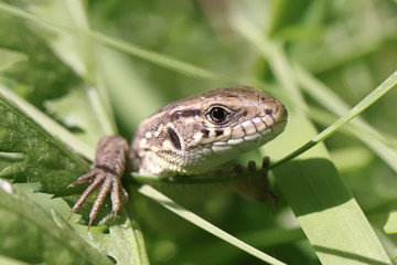 Fototapeta premium A small lizard hunts in the grass at the edge of the forest.