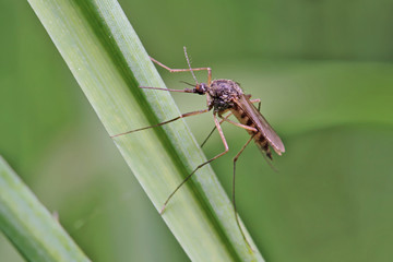 Mosquito resting on the grass. Male and female mosquitoes feed on nectar and plant juices, but many species of mosquitoes can suck the blood of animals.