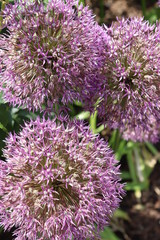 bee on flower