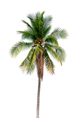 Fototapeta na wymiar coconut palm trees isolated on white background. work with clipping path.