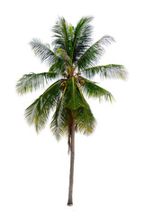 Obraz na płótnie Canvas coconut palm trees isolated on white background. work with clipping path.