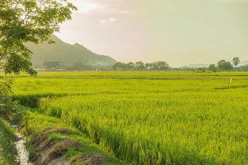 Obraz premium Rice fields in the evening before sunset