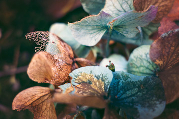 flowers in the garden
