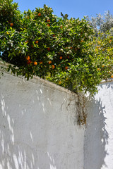 Orange tree with fruits