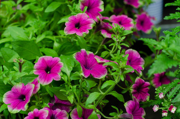 Fototapeta premium Lots of bright pink purple flowers in fluffy green bush