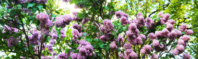. Bushes of violet lilac spread in the botanical garden. Panorama with lilac