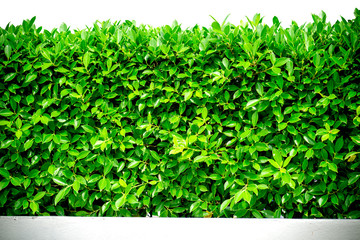 green trees with hedge on background in ornamental garden, green hedge or Green Leaves Wall on isolated