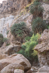Palms Jordan valley