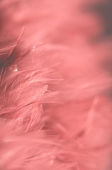 Obraz premium Image nature art of wings bird,Soft pastel detail of design,chicken feather texture,white fluffy twirled on transparent background wallpaper Abstract. Coral Pink color trends and vintage.