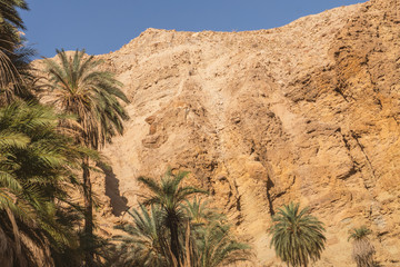 Fototapeta na wymiar Palms Jordan valley