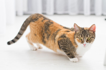 The young domestic cat on the rag.