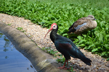Dvur Kralove Zoo