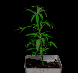 Young Auto Glueberry variety of marijuana with black background