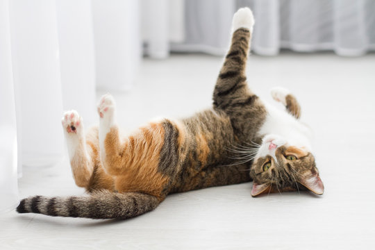 Adult cat lying on its back on the floor at home, up paws