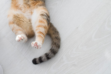 Back cat's paws and tail are tri-colored cats closeup on white background
